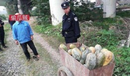 下峪口网红吃瓜事件,揭秘网络舆论背后的真相