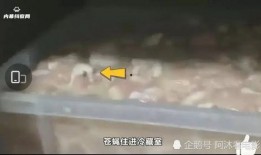 华莱士爆料视频是真的吗