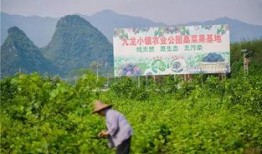 空山菜摘芽在线观看,探寻自然与生活的和谐共鸣
