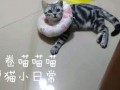 爆料可爱猫咪日常视频,萌宠猫咪的欢乐时光
