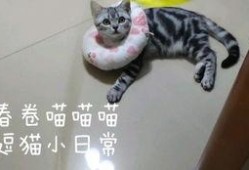 爆料可爱猫咪日常视频,萌宠猫咪的欢乐时光