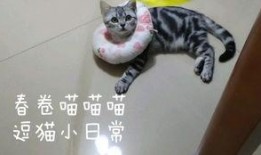 爆料可爱猫咪日常视频,萌宠猫咪的欢乐时光