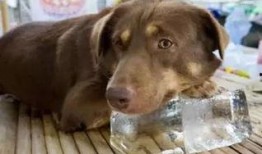 黄狗水池爆料视频大全,揭秘背后惊人真相