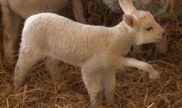 小羊最新爆料视频大全,揭秘娱乐圈幕后真相