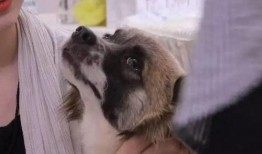 领养在线观看,温情见证，宠物与人类的美好邂逅