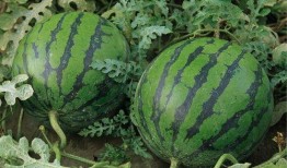 陕西网红吃瓜事件真相,真相背后的网络风波