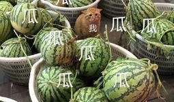 壁纸娱乐吃瓜,吃瓜群众的热议焦点