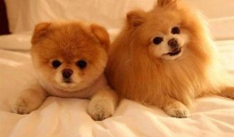 叶枫爆料边牧视频播放,视频播放量爆表引网友热议