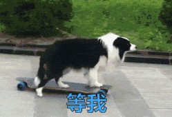 叶枫爆料边牧视频播放,视频播放量爆表引网友热议