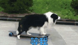 叶枫爆料边牧视频播放,视频播放量爆表引网友热议