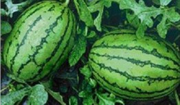 临沂吃生瓜网红是谁啊,探寻瓜界新宠的传奇故事