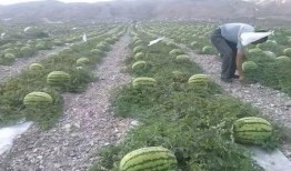 下峪口网红吃瓜事件,揭秘网络舆论背后的真相