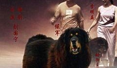 藏獒情未了在线观看,忠诚与爱的传奇故事