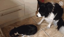 叶枫爆料边牧视频播放,视频播放量爆表引网友热议