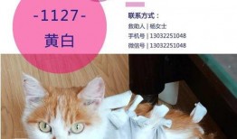 领养在线观看,温情见证，宠物与人类的美好邂逅