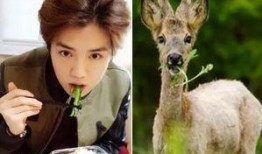 三只羊鹿哥爆料视频大全,三只羊神秘视频大揭秘