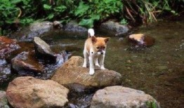 黄狗水池爆料视频大全,揭秘背后惊人真相