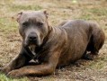 比特犬事件爆料最新消息,真相大白，背后黑幕曝光