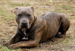 比特犬事件爆料最新消息,真相大白，背后黑幕曝光