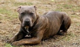 比特犬事件爆料最新消息,真相大白，背后黑幕曝光