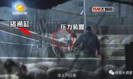 给猪灌泥浆爆料视频教程