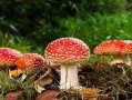 蘑菇视频吃瓜爆料网最新版,揭秘娱乐圈惊天大瓜！