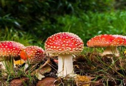 蘑菇视频吃瓜爆料网最新版,揭秘娱乐圈惊天大瓜！