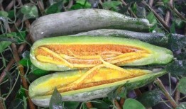 网红吃瓜网站免费,免费畅享娱乐圈最新资讯，带你领略网络娱乐新风尚