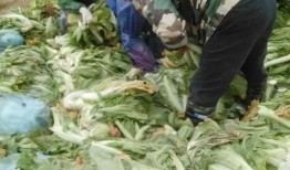 老坛酸菜最新爆料事件,最新爆料揭露行业乱象