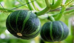 云南吃瓜事件网红是谁,揭秘网红背后的真相