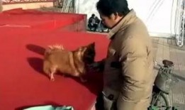 狗狗博客在线观看,在线观看，解锁萌宠生活新篇章