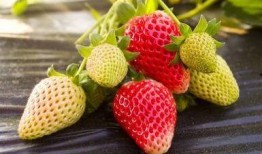 娱乐吃瓜酱草莓视频,娱乐吃瓜酱带你揭秘娱乐圈幕后故事