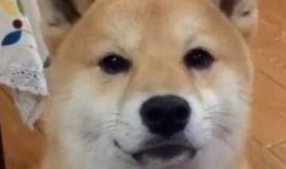 娱乐吃瓜酱怕狗大哥