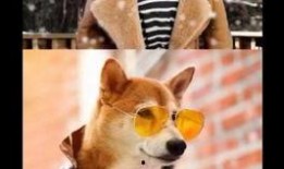 娱乐吃瓜酱怕狗大哥