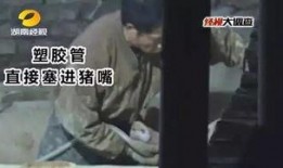 给猪灌泥浆爆料视频教程